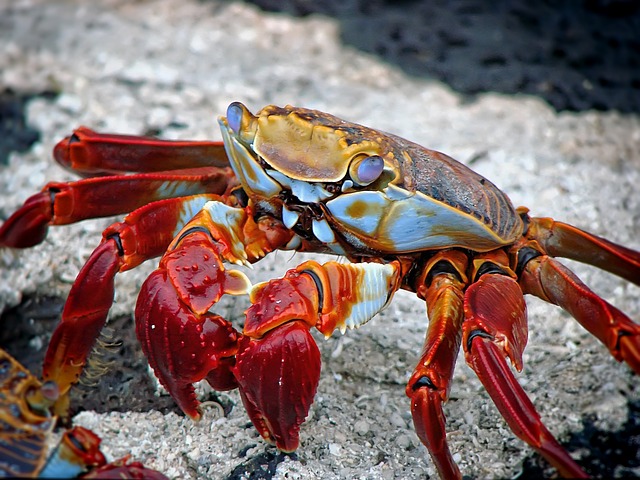 crab-298346_640